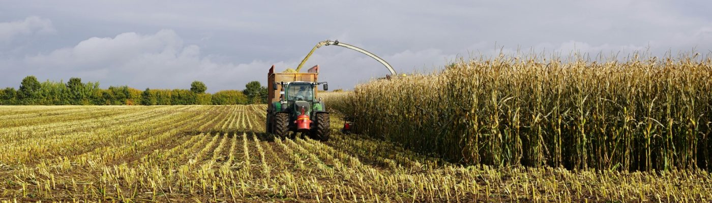 Colheitadeira de milho
