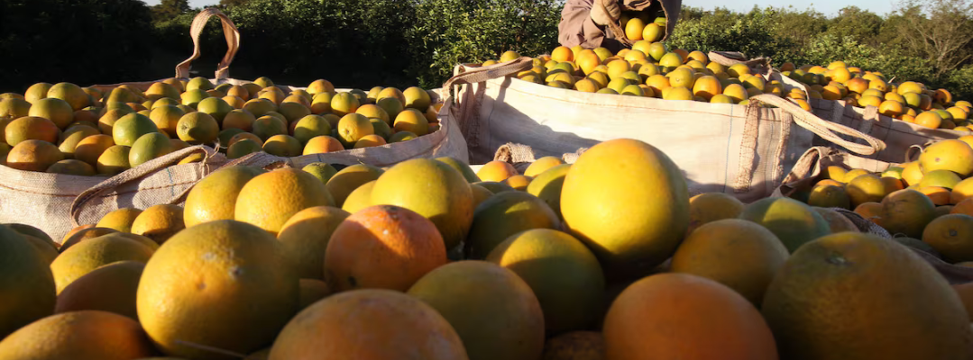 Trabalhador rural colhe laranjas maduras em um pomar, com grandes sacos cheios de frutas empilhados sob o sol.