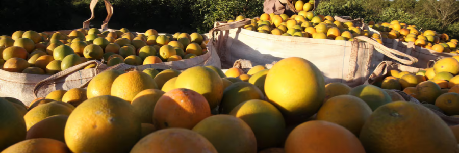 Trabalhador rural colhe laranjas maduras em um pomar, com grandes sacos cheios de frutas empilhados sob o sol.